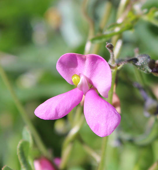  Phaseolus filiformis Bentham